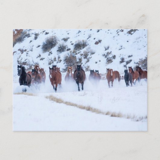 Cowboy Horse Drive | Hideout Ranch Shell, Wyoming Briefkaart (Voorkant)