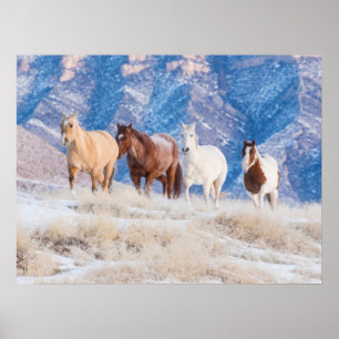 Cowboy Horse Drive op Hideout Ranch Poster