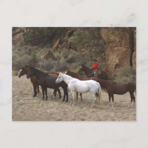 Cowboy met Herd Briefkaart