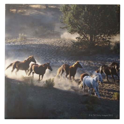 Cowboy met paarden tegeltje (Voorkant)