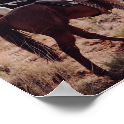 Cowboy Moving Cattle New Mexico Poster (Hoek)