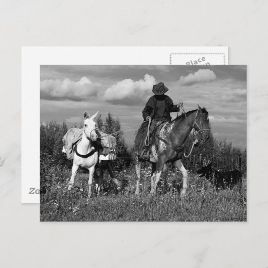 Cowboy Paard en Mule Briefkaarten (Voorkant / Achterkant)