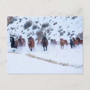 Cowboy paard rijden   Hideout Ranch Shell, Wyoming Briefkaart