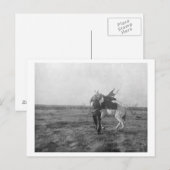 Cowboy "Red Saunders" Zadels a Bronco Briefkaart (Voorkant / Achterkant)