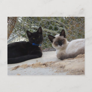 Cowboy & Shiva Briefkaart