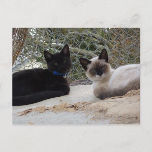 Cowboy & Shiva Briefkaart (Voorkant)