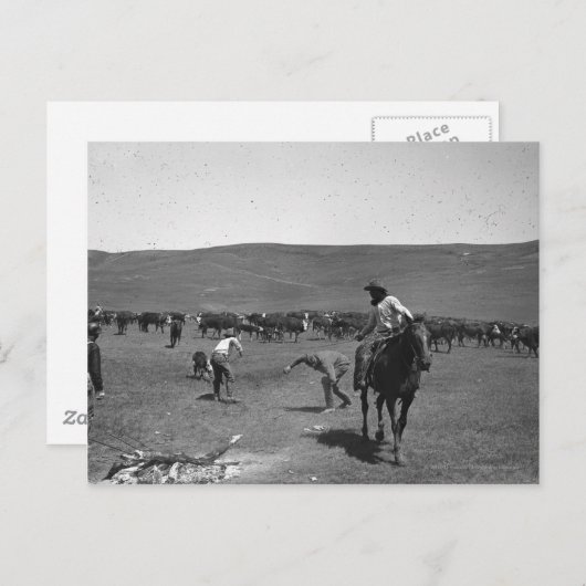 Cowboys branding briefkaart (Voorkant / Achterkant)