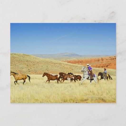 Cowboys herende paarden briefkaart (Voorkant)