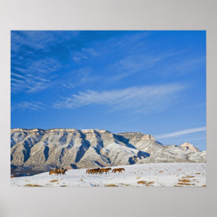 Cowboys met kop van paarden poster