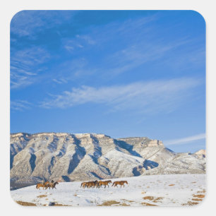 Cowboys met kudde paarden vierkante sticker