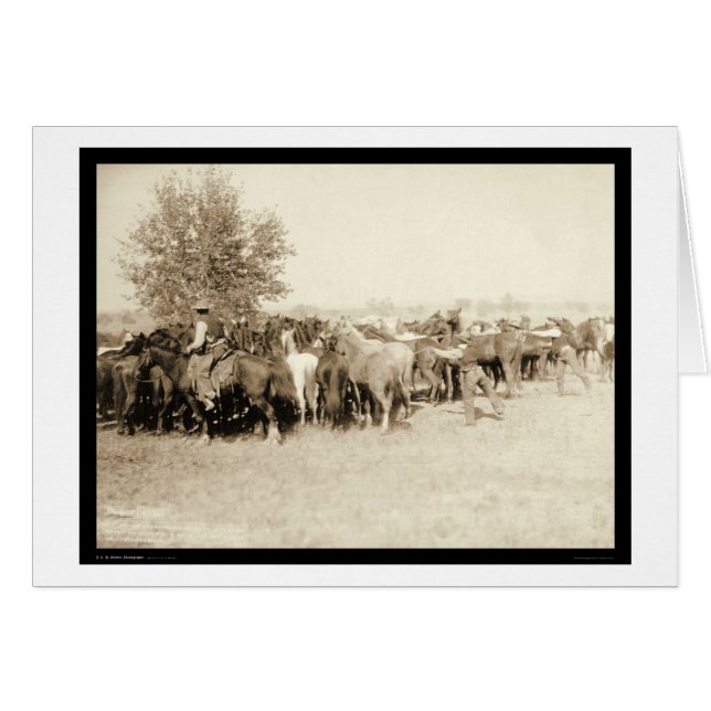 Cowboys Roping a Herd of Horses SD 1887 (Voorkant Horizontaal)