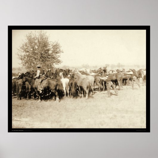 Cowboys Roping a Herd of Horses SD 1887 Poster (Voorkant)