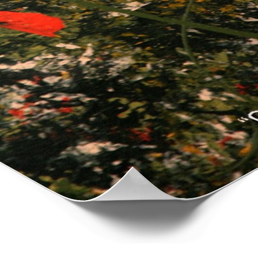 "Cowlilies" Poster (Hoek)