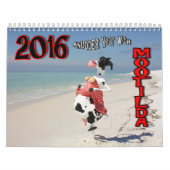 COWmical look at 2016 AnUDDER Year with Mootilda Kalender (Hoes)