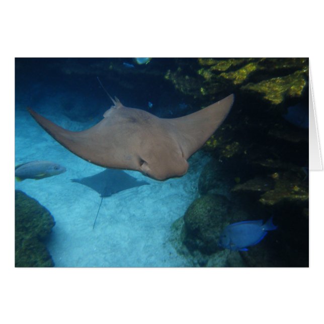 Cownose Ray (Voorkant Horizontaal)