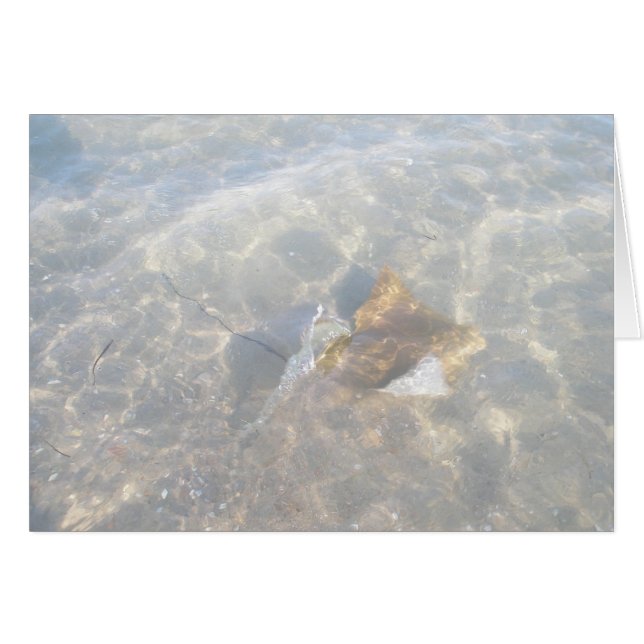 Cownose Stingray OBX-reeks (Voorkant Horizontaal)