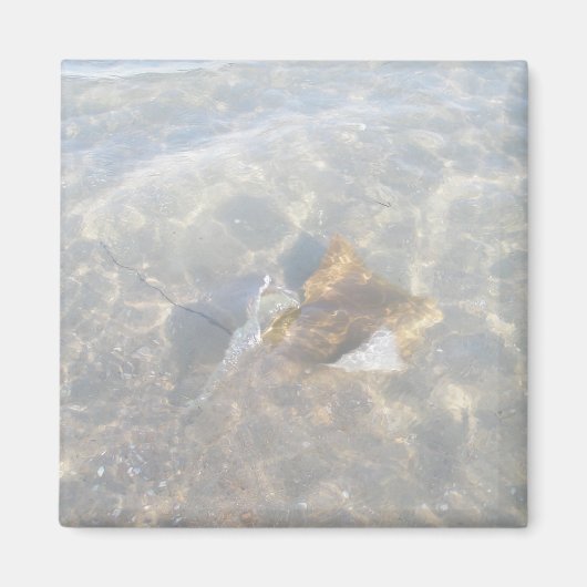 Cownose Stingray OBX-reeks Magneet (Voorkant)