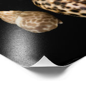Cowrie Cones 2 Foto Afdruk (Hoek)