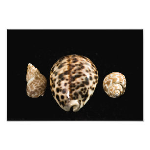 Cowrie Cones 2 Foto Afdruk