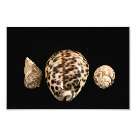 Cowrie Cones 2 Foto Afdruk (Voorkant)
