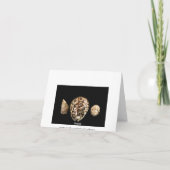 Cowrie Cones 2 Kaart (Achterkant)