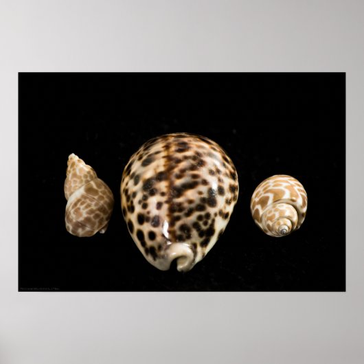 Cowrie Cones 2 Poster (Voorkant)