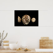 Cowrie Cones 2 Poster (Keuken)