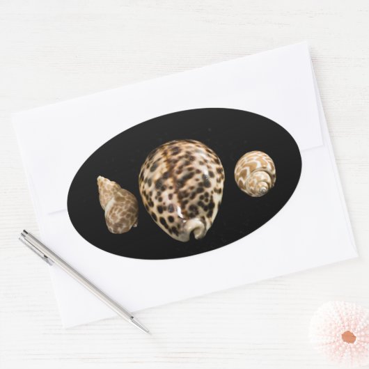 Cowrie Cones 2 Sticker (Envelop)