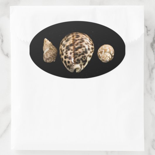 Cowrie Cones 2 Sticker (Tas)