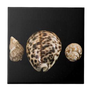 Cowrie Cones 2 Tile Tegeltje