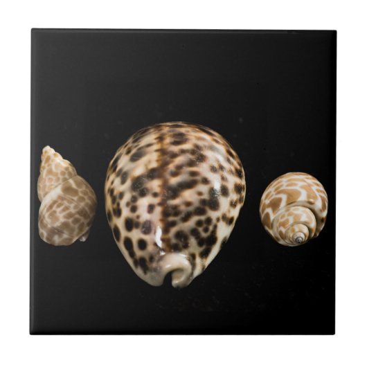 Cowrie Cones 2 Tile Tegeltje (Voorkant)
