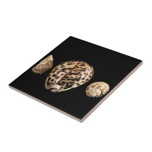 Cowrie Cones 2 Tile Tegeltje (Zijkant)