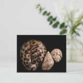 Cowrie Cones Briefkaart (Staand voorkant)