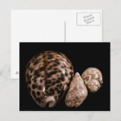 Cowrie Cones Briefkaart (Voorkant / Achterkant)