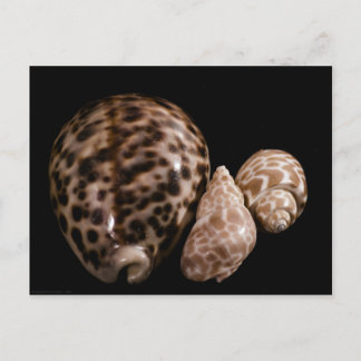 Cowrie Cones Briefkaart