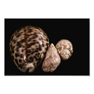 Cowrie Cones Foto Afdruk