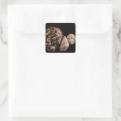 Cowrie Cones Sticker (Tas)