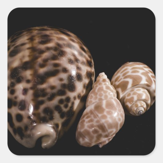 Cowrie Cones Sticker (Voorkant)