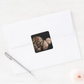 Cowrie Cones Sticker (Envelop)