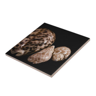 Cowrie Cones Tile Tegeltje