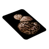 Cowrie Cones Vinyl Magnet Magneet (Rechterzijde)