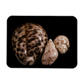 Cowrie Cones Vinyl Magnet Magneet (Horizontaal)