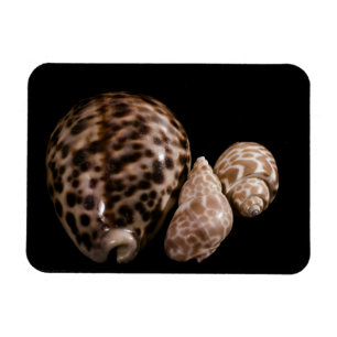 Cowrie Cones Vinyl Magnet Magneet