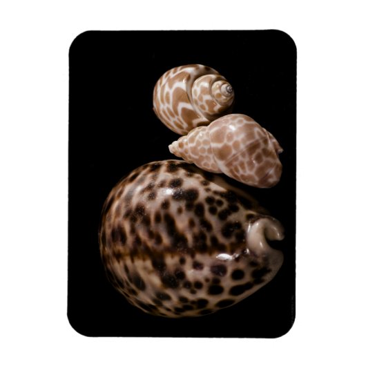 Cowrie Cones Vinyl Magnet Magneet (Verticaal)