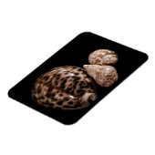 Cowrie Cones Vinyl Magnet Magneet (Linkerzijde)