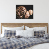 Cowrie Cones Wrapped Canvas (Insitu (Slaapkamer))