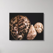 Cowrie Cones Wrapped Canvas (Voorkant)
