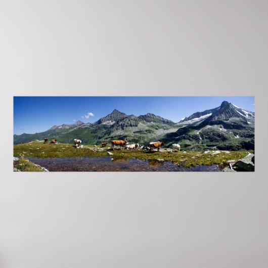 Cows In The Mountains Poster (Voorkant)