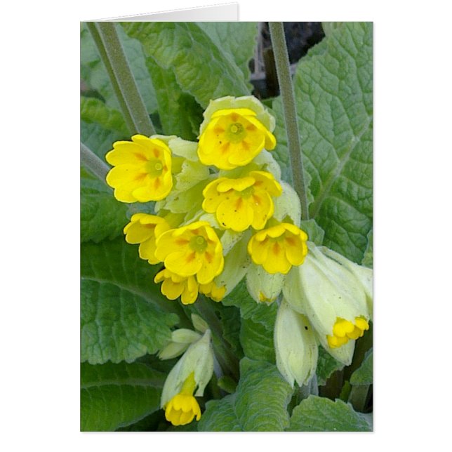 Cowslip Flowers-kaart (Voorkant)