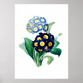 Cowslip Primrose Afdruk van Pierre-Joseph Redouté Poster